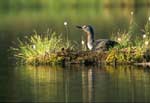 Red-throated Diver at nest