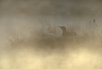 Red-throated Diver in mist