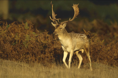 Fallow-Deer-Buck.jpg (38132 bytes)