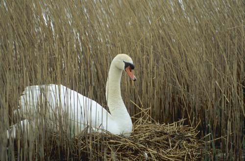 Mute Swan at nest