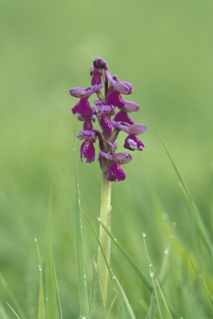Orchid-Green-Winged