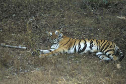 Female Tiger, Bandhavgarh