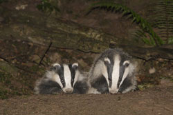 two badgers
