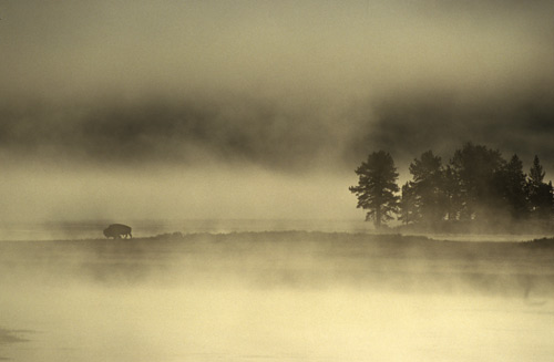 Bison in mist